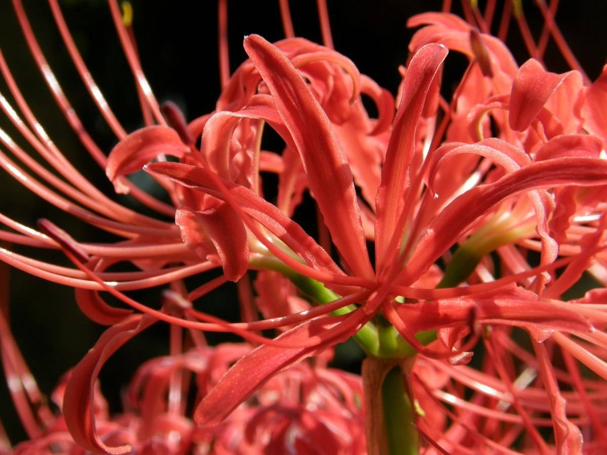 Ликорис: цветок, фото, когда цветет, выращивание в домашних условиях, посадка и уход в открытом грунте