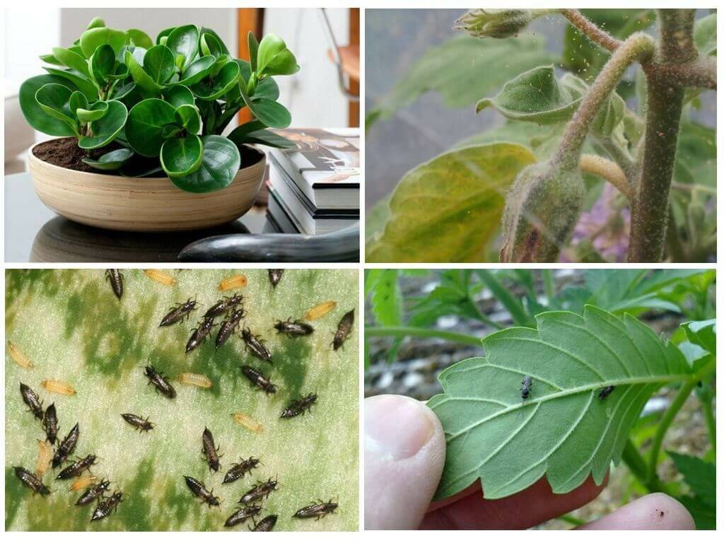 Вредители комнатных растений и цветов, их фото, меры борьбы с ними и лечение
