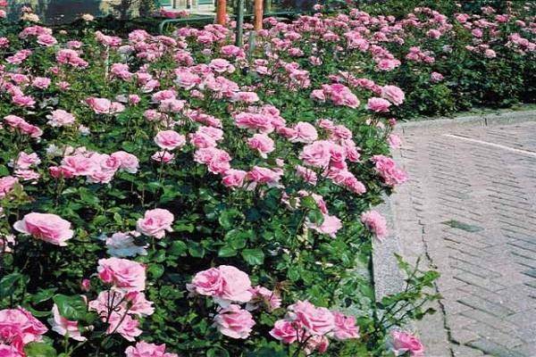 Описание немецкой почвопокровной розы обильноцветущего сорта лариса, уход - veela