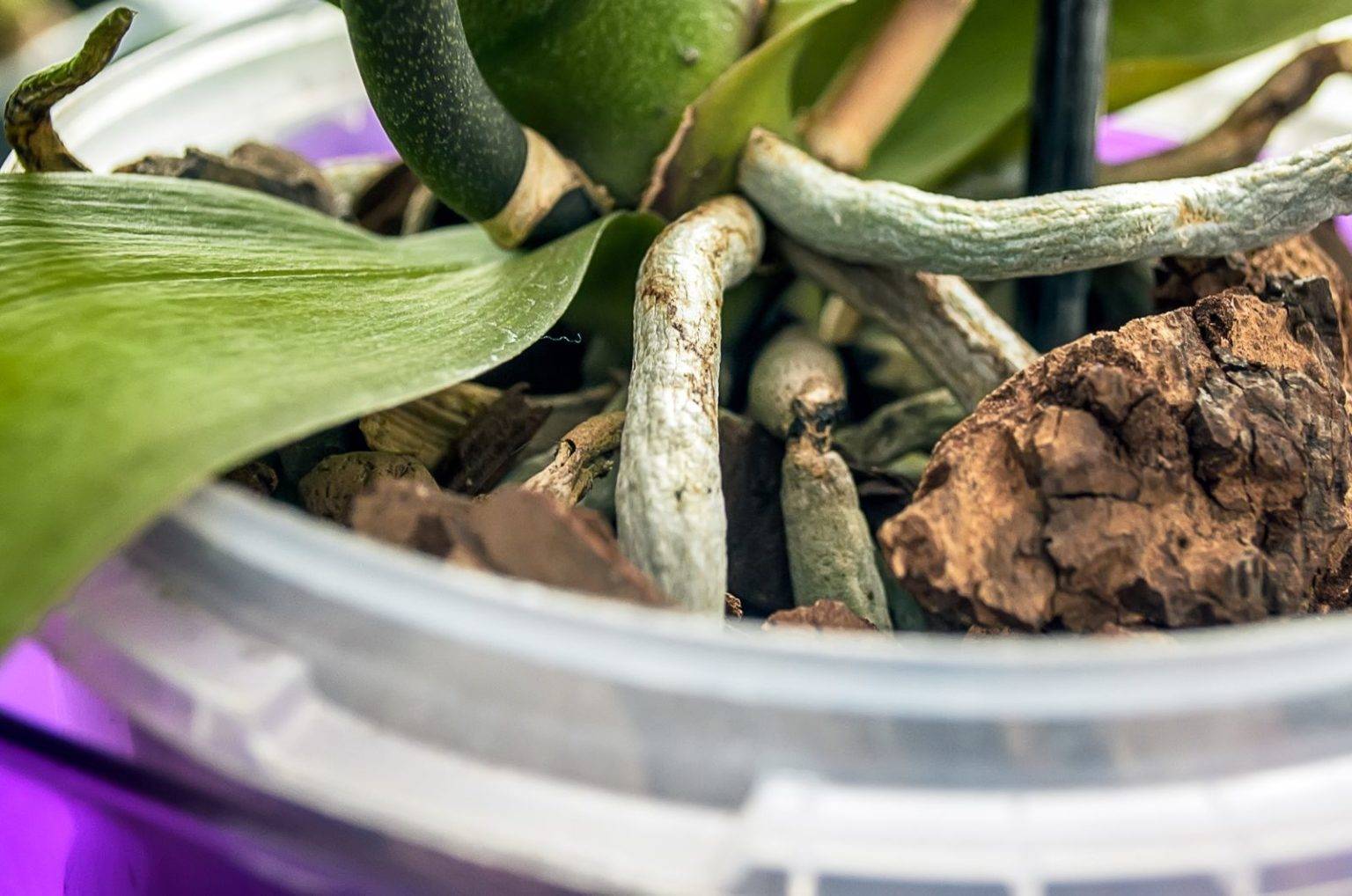 Как омолодить фаленопсис: фото мастер-класс по обрезке орхидеи