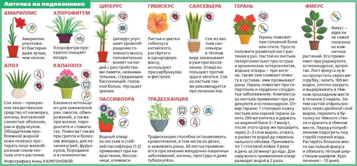 Растения для альпийской горки: фото, названия, какие цветы, многолетники, хвойные посадить, схемы размещения растений в альпинарии