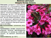 Вейгела цветущая: уход и посадка в открытый грунт, размножение кустарника и советы цветоводам