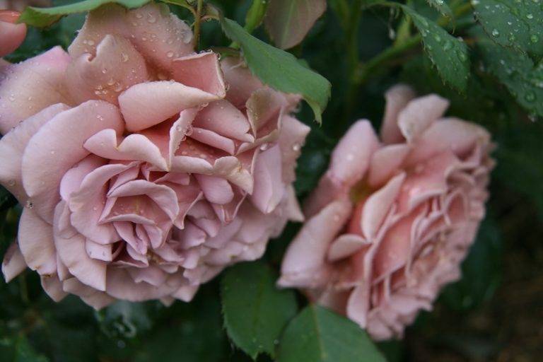 Роза эмильен гийо (emilien guillot) — описание сортового кустарника
