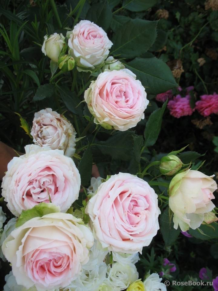 Роза ферст леди (first lady): фото и описание, отзывы о сорте в саду