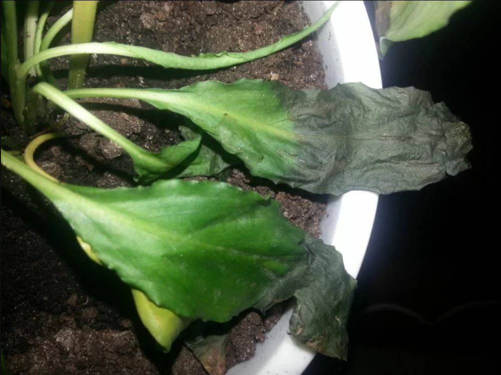 Что делать и почему сохнут кончики листьев у комнатных растений