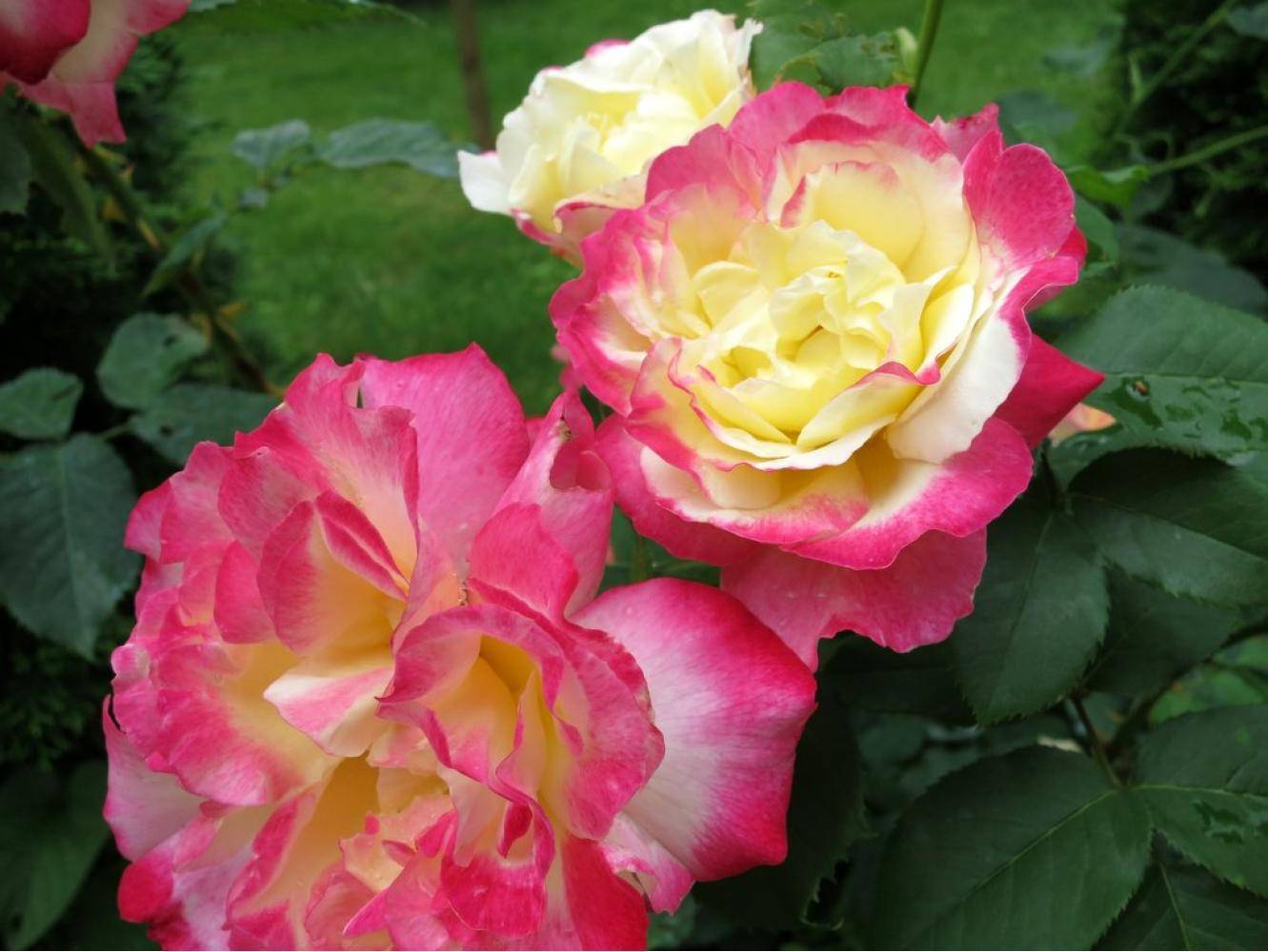 Роза дабл делайт описание и фото, посадка, уход и выращивание, отзывы цветоводов о сорте