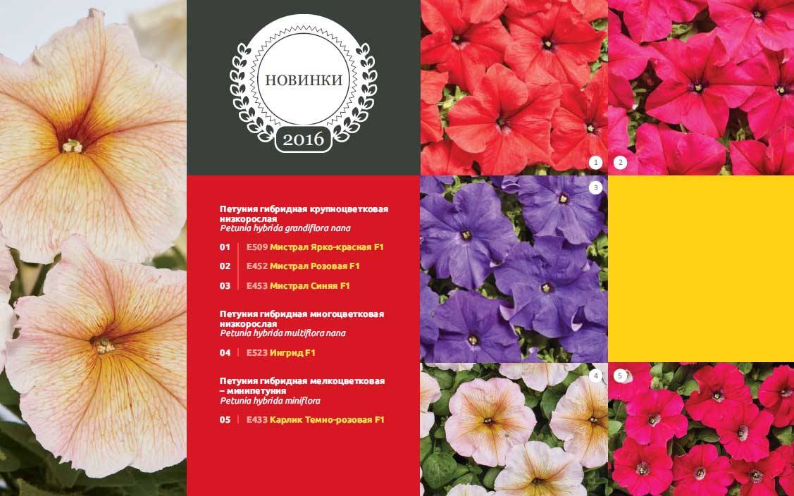 Цветы петуния — характеристики лучших сортов Тайдал и Джоконда