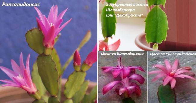 Рипсалидопсис: фото кактуса, уход в домашних условиях