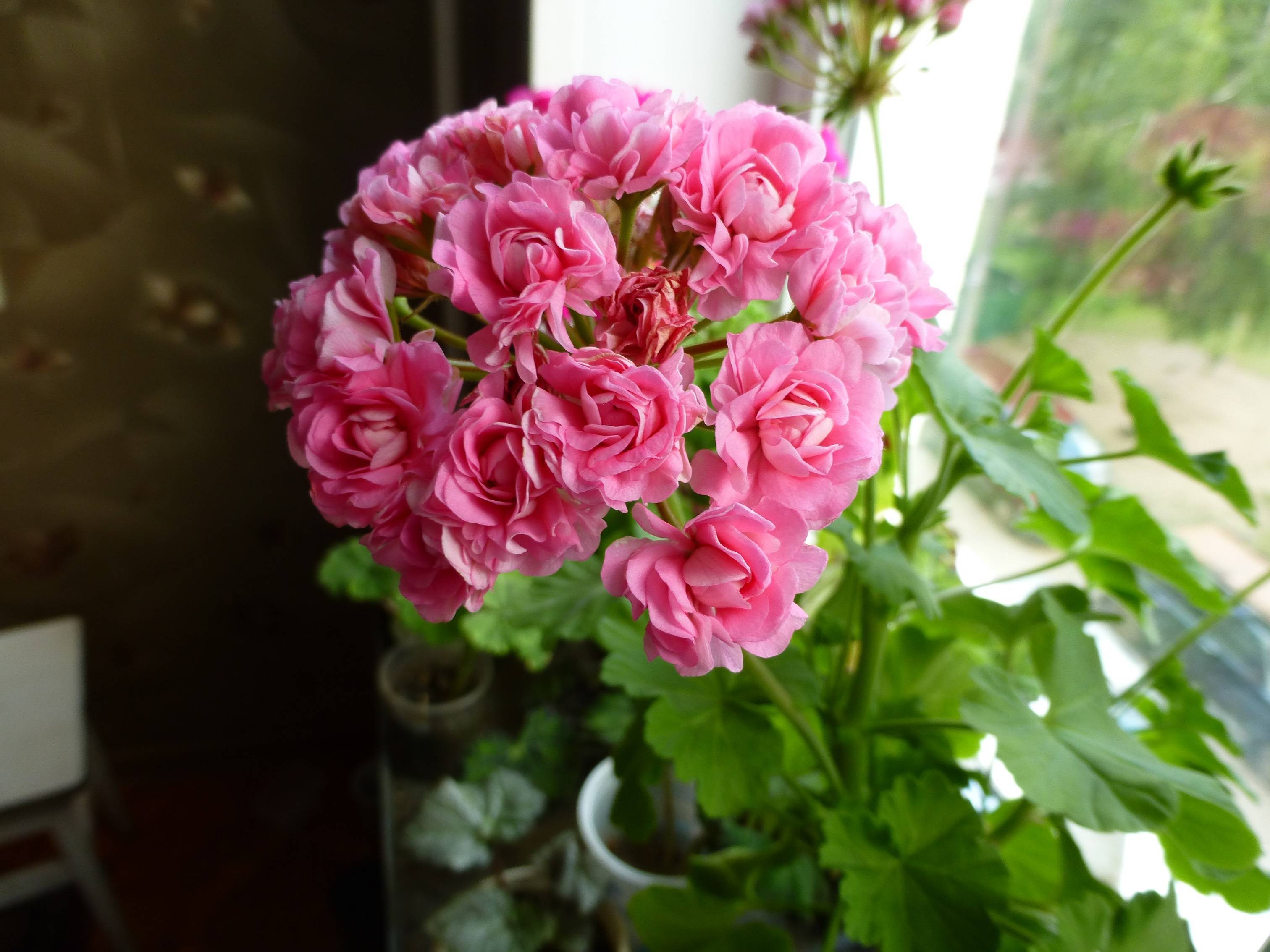 Пеларгония swanland pink/australien pink rosebud: фото и описание
