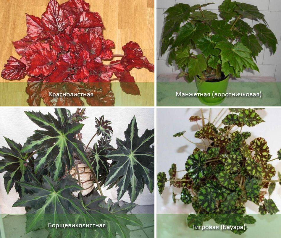 Фото распространенных комнатных растений с названиями