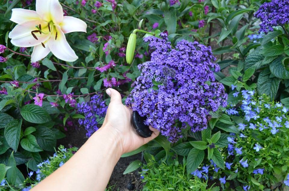 Гелиотроп цветок — выращивание из семян
