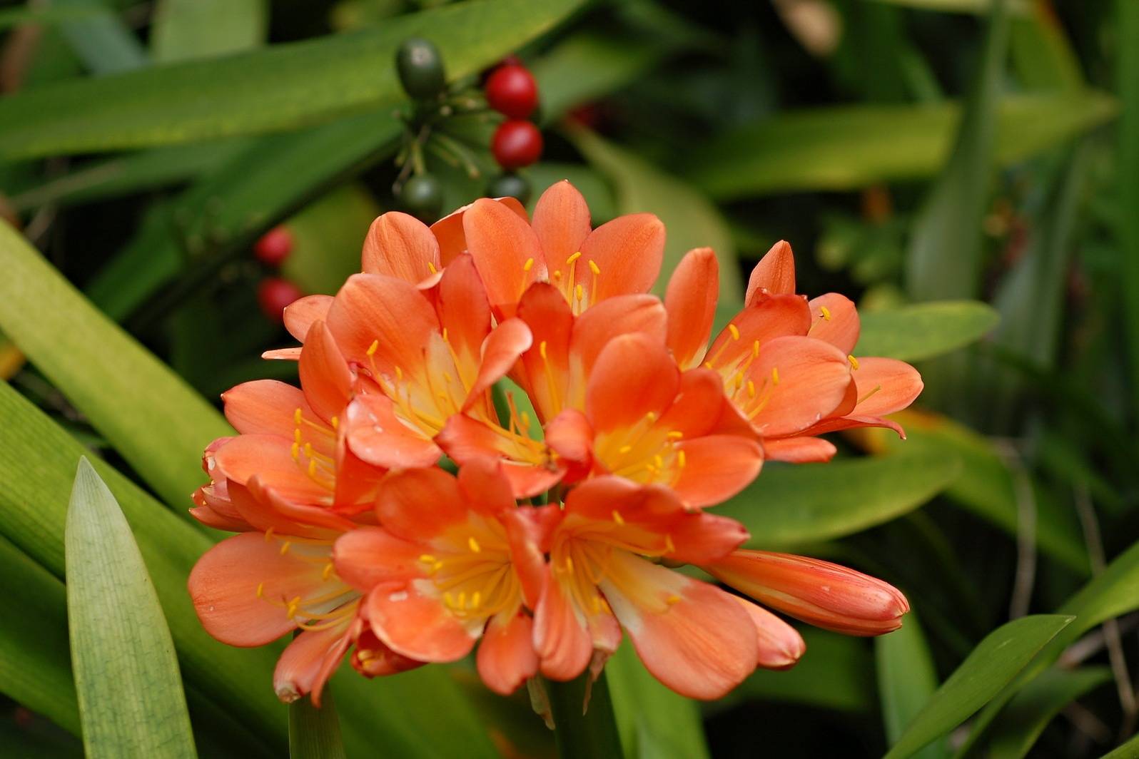 Цветок кливия: фото и уход в домашних условиях за растением лилией