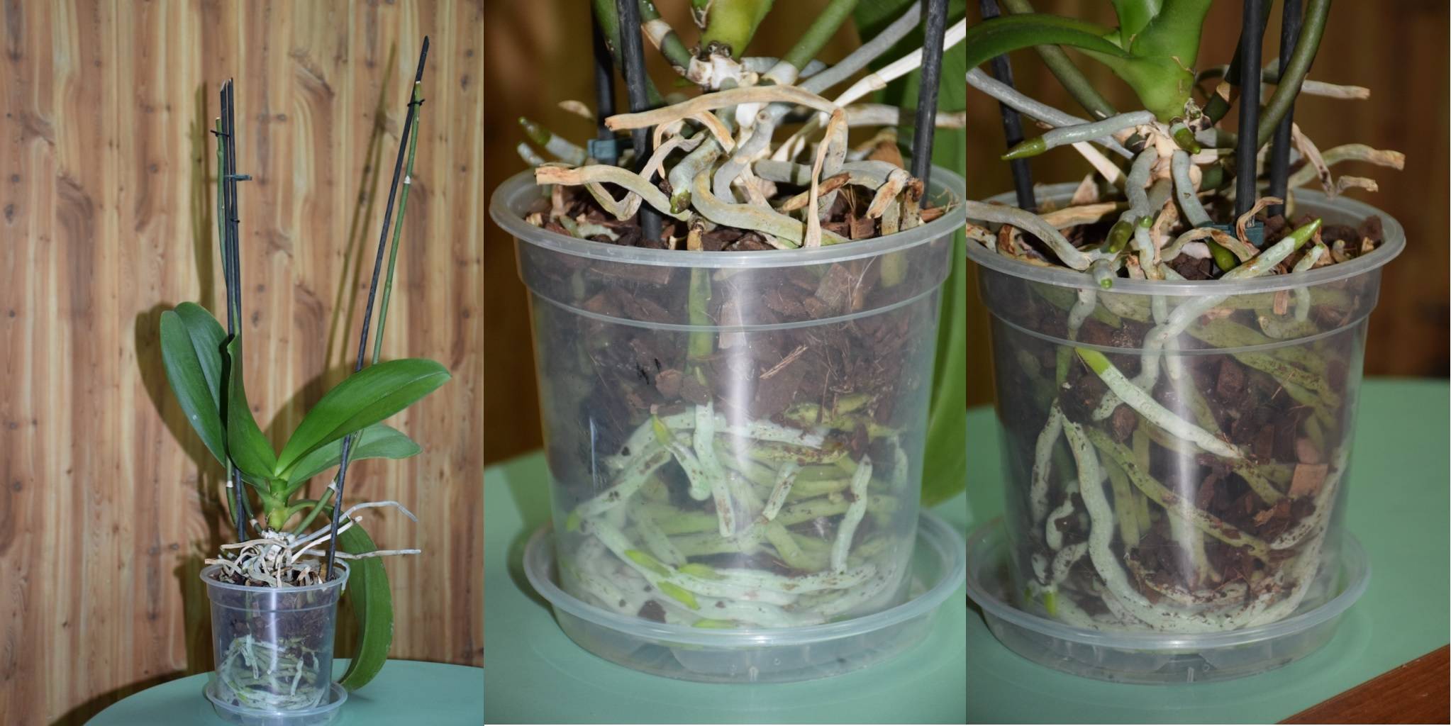 Орхидея фаленопсис: можно ли ее пересаживать во время цветения, особенности пересадки цветущего растения
