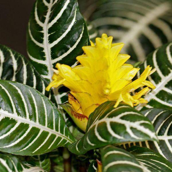 Цветок афеландра - уход в домашних условиях, пересадка и проблемы в выращивании