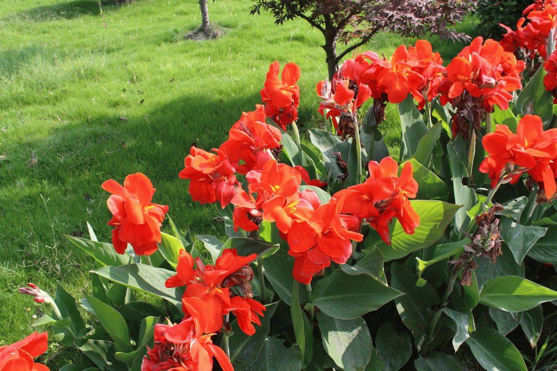 Цветок канна: уход, лучшие сорта и выращивание
