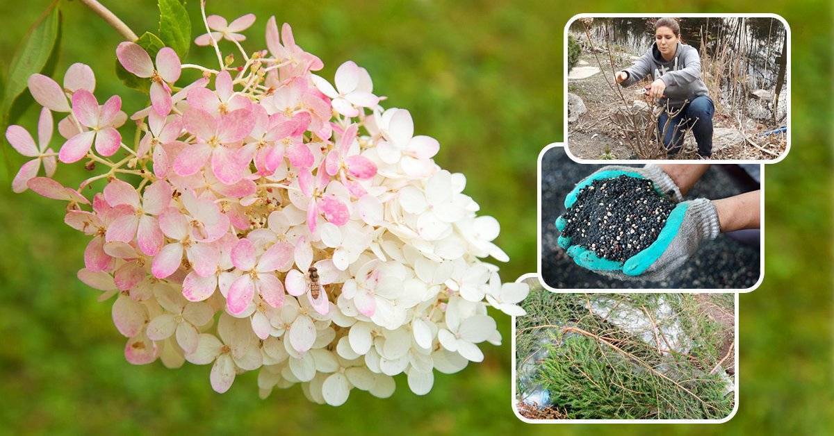 Наши секреты подкормки гортензии весной сделают ваш сад неповторимым