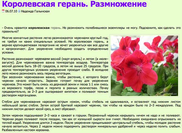 Как размножить пеларгонию черенками и сформировать из них красивый куст на supersadovnik.ru