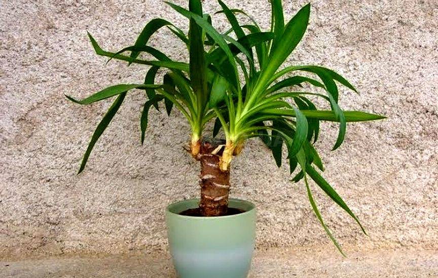 Комнатная юкка — менее капризная альтернатива пальмам. уход в домашних условиях. фото — ботаничка