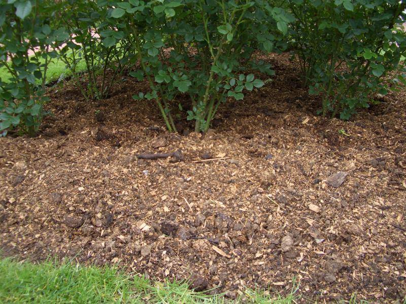Мульчирование почвы (мульча): опилки, солома, пленка и текстиль
