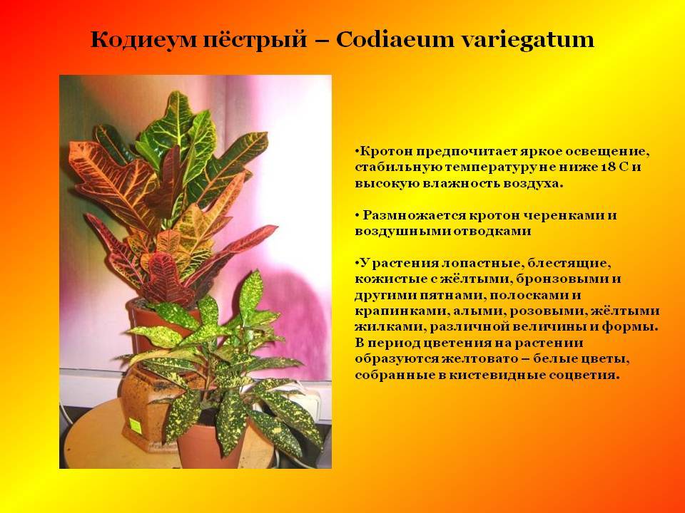 Виды кротона (кодиеума) с фото и названиями
