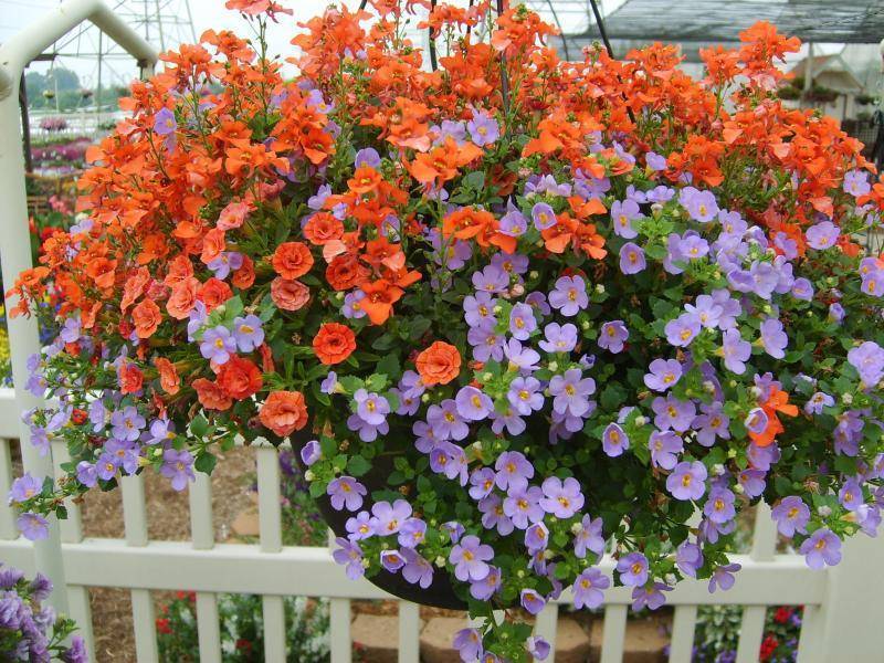 Диасция – нежный садовый цветок, красивый и неприхотливый в уходе