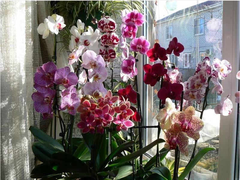 Почему не цветет орхидея и какую ошибку допускают почти все