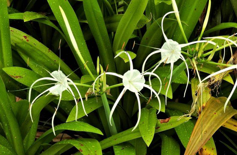 Гименокаллис уход в домашних условиях за цветком, фото растения