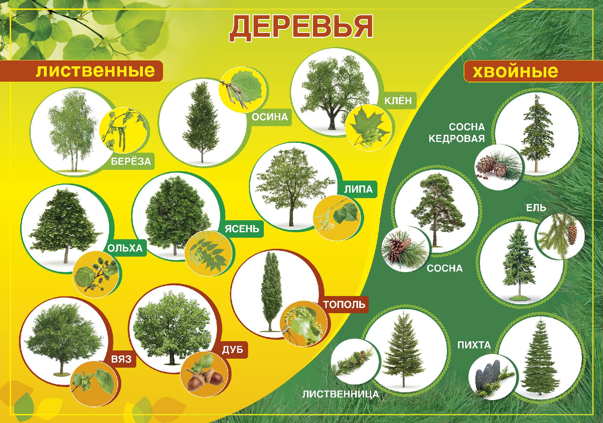 Какие бывают деревья в Средней полосе — лиственные и хвойные деревья