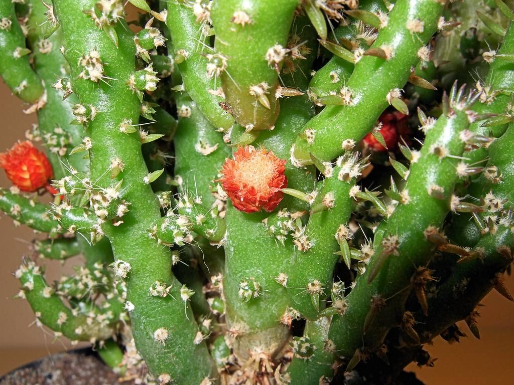 Кактус опунция - opyntia: основные виды и фото, уход и размножение, вредители