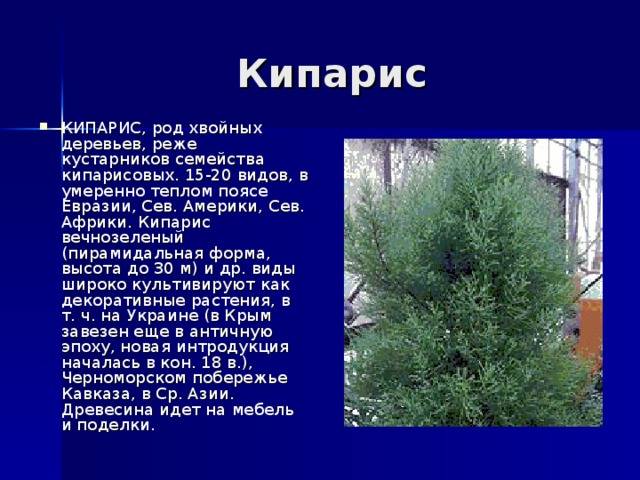 Кипарис: описание дерева, где растёт, посадка и уход