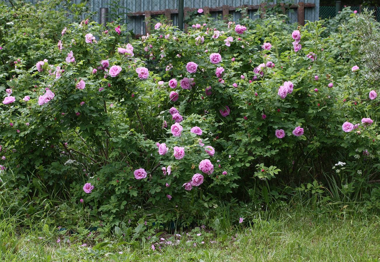 Роза васагейминг канадская Парковая