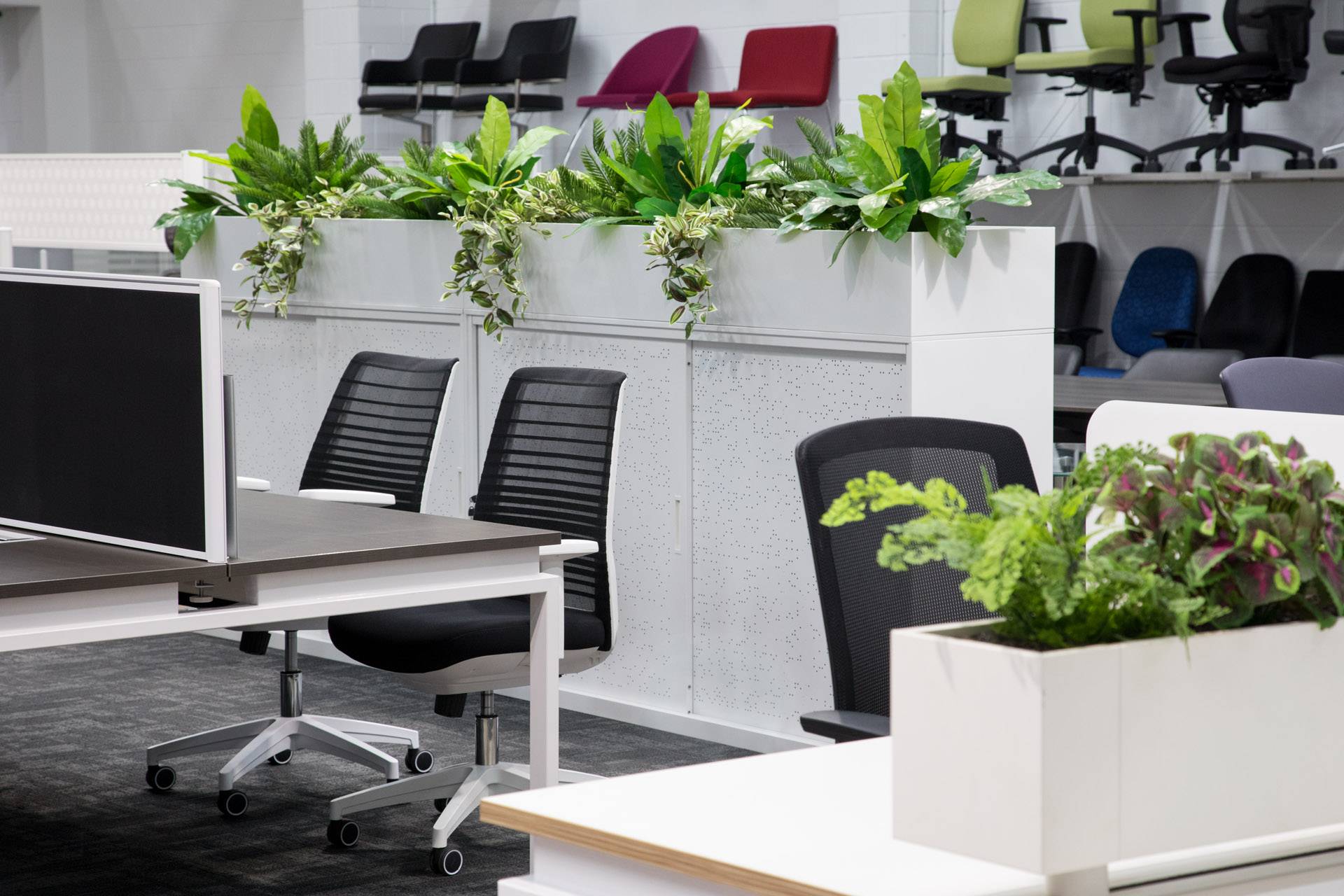 Растения в горшках для офиса - какие цветы выбрать?