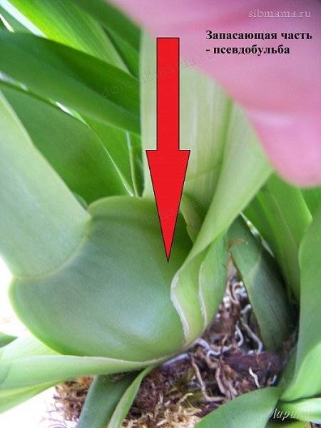Как обеспечить лучший уход  для орхидеи онцидиум в домашних условиях?