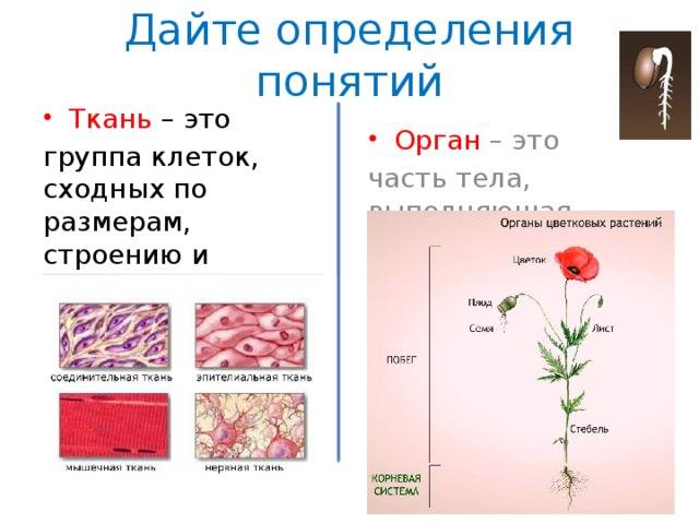 Виды тканей растений (биология) и их функции, таблица для 6 класса