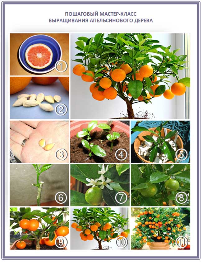 Мандариновое дерево: уход и выращивание в домашних условиях, пересадка и подкормка, освещение и правила полива