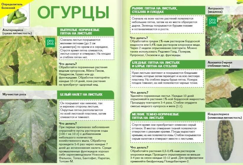 Комнатный цветок антуриум: болезни :: syl.ru