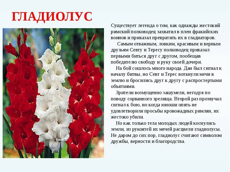 Цветы Гладиолусы многолетние — описание