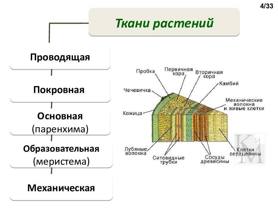 Ткани растений - особенности строения, примеры растений