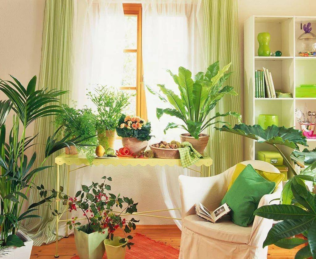 Топ-15 комнатных растений для детской | (25 фото) +отзывы