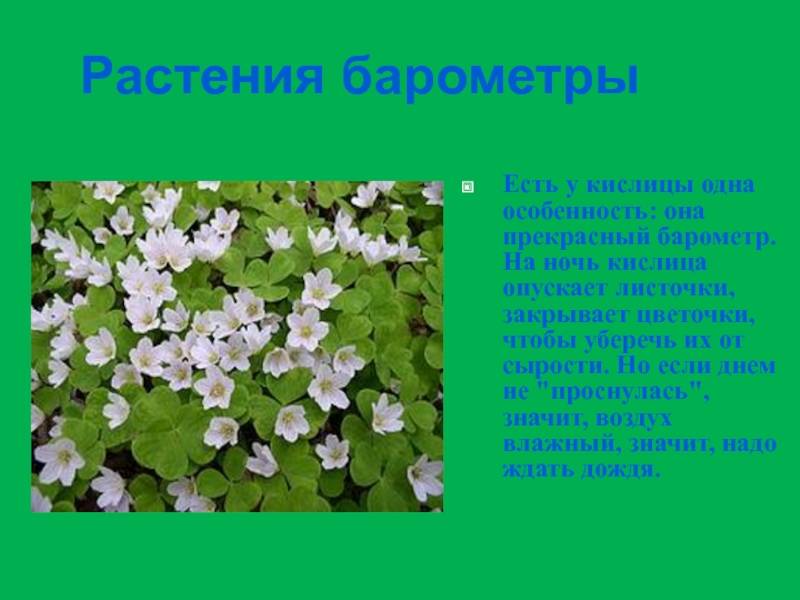 Кислица тенелюбивое. Кислица обыкновенная. Кислица тенелюбивое растение. Кислица обыкновенная листья. Кислица обыкновенная комнатная.