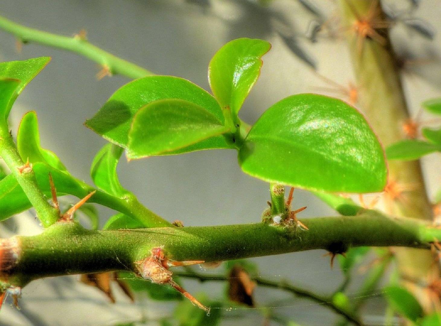 Гордость коллекции суккулентов — листовой кактус переския годсеффа: фото, описание, выращивание дома