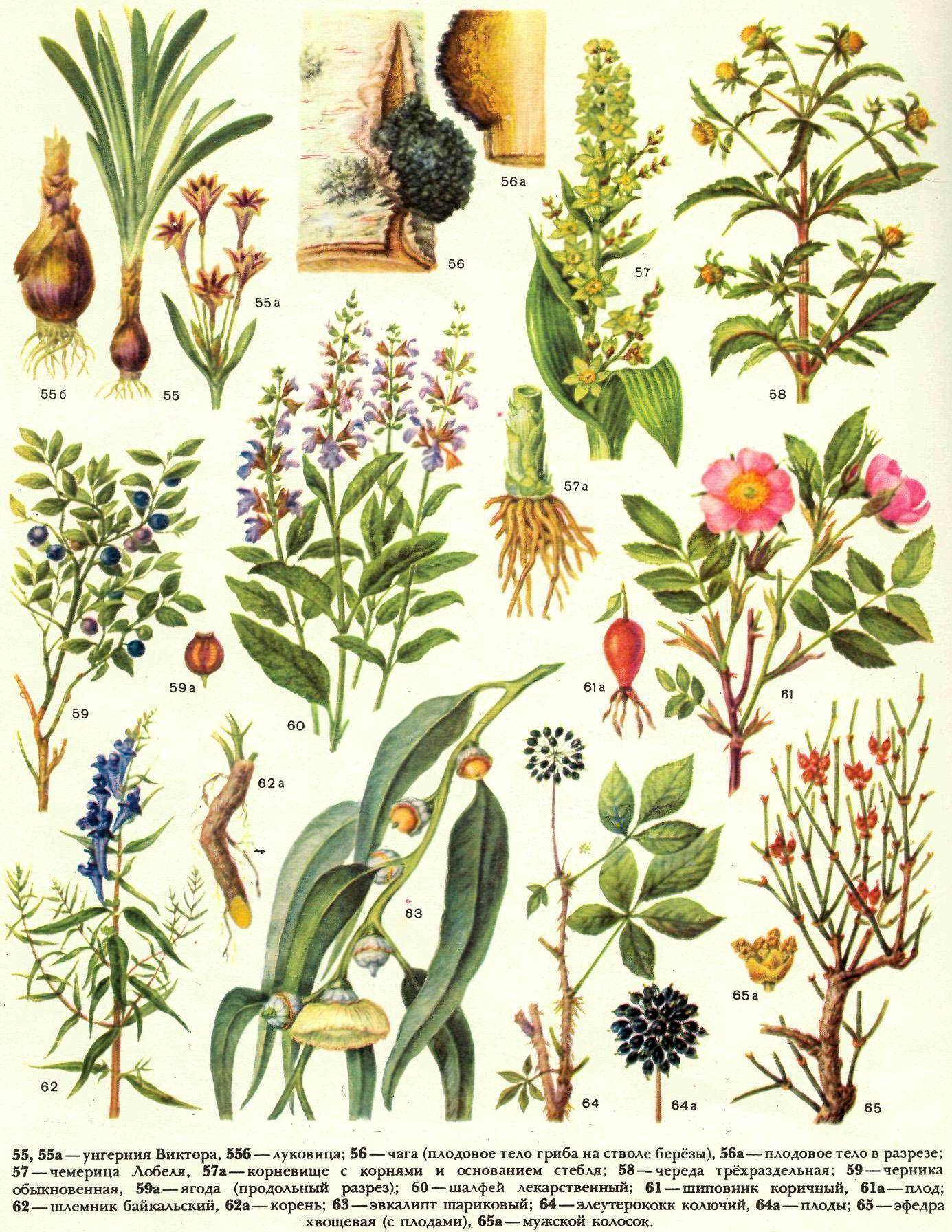 Название, описание и фото экзотических цветов, выращиваемых в домашних условиях