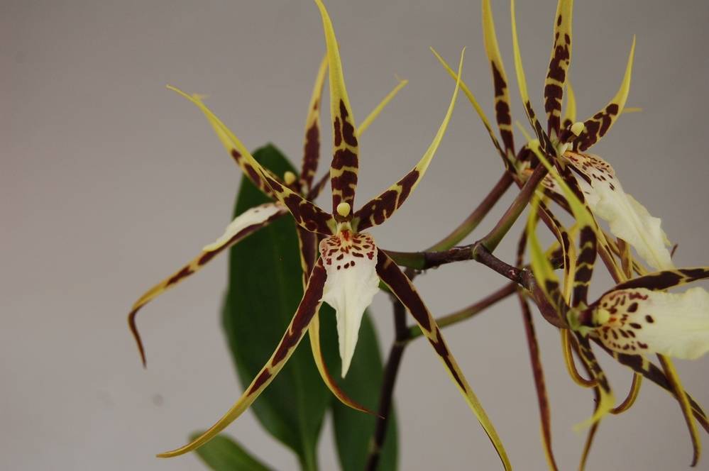 Выращивание орхидея сорта брассия: отзывы, фото, размножение