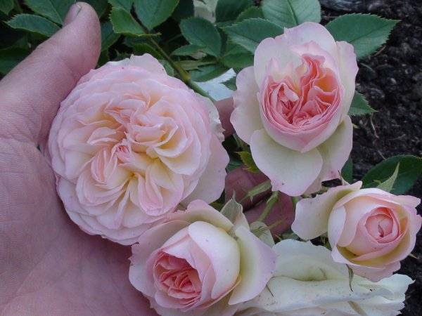 Роза пастелла (pastella): фото, отзывы, описание, характеристики.