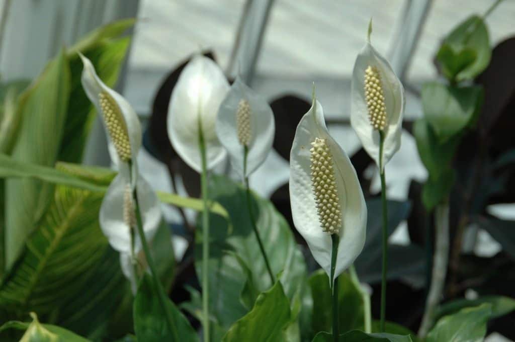 Женское счастье позеленел. Спатифиллум Уоллиса (Spathiphyllum wallisii). Спатифиллум Росток. Спатифиллум Уоллиса фото.