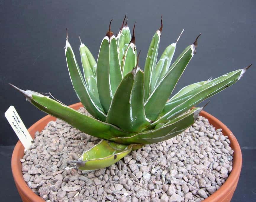 Агава (agave). описание, виды и уход за агавой - флористика на "добро есть!"