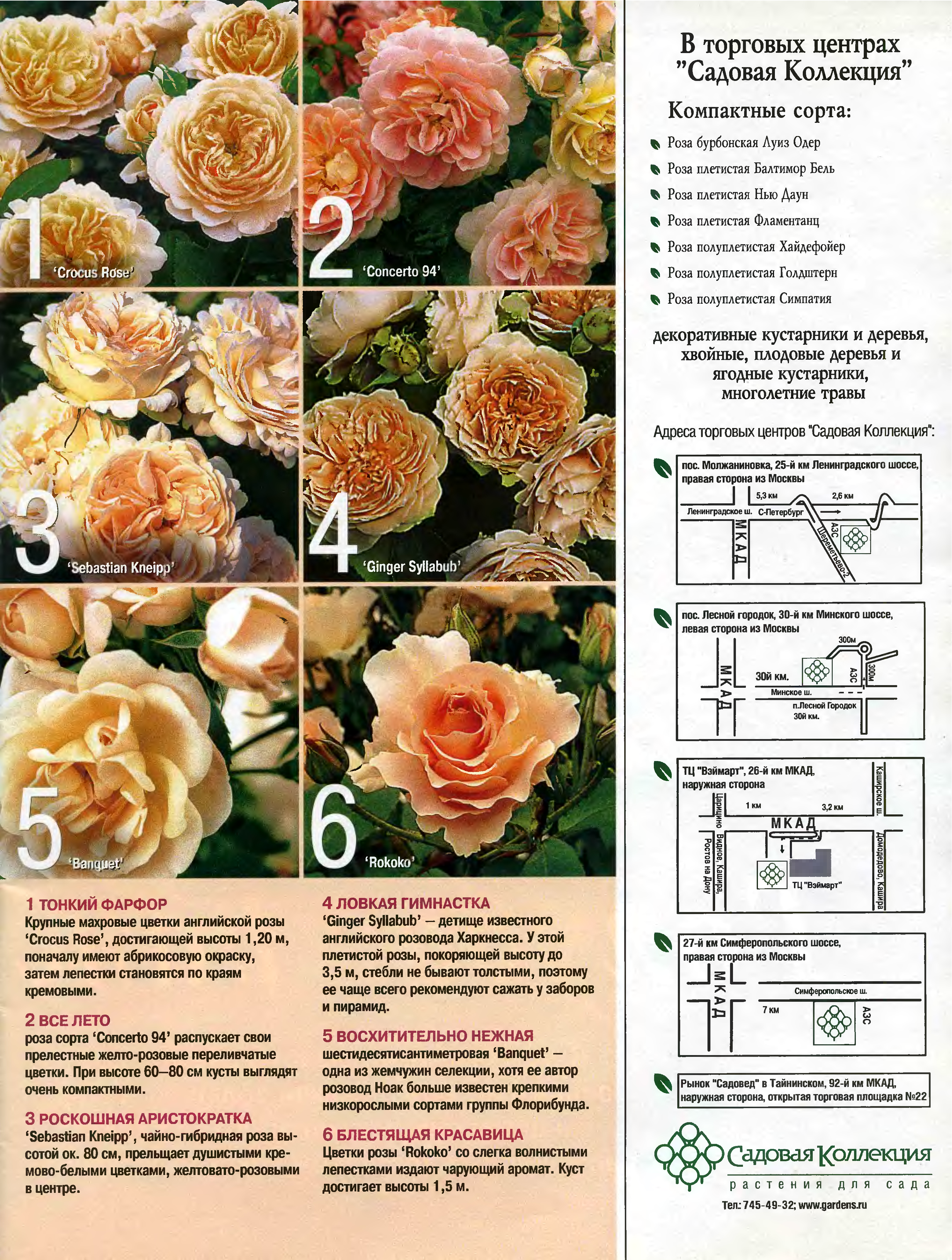 Роза флорибунда: посадка, уход и выращивание. сорта c фото.