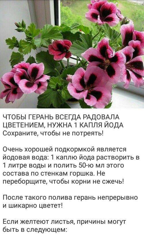 Почему не цветёт пеларгония?