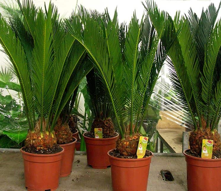 Саговниковая пальма — уход в домашних условиях