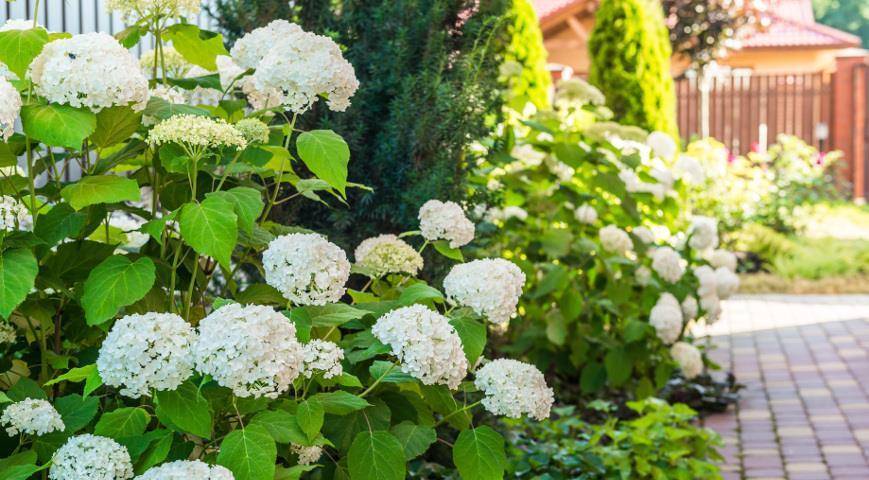 Почему гортензия не цветет и плохо растет: садовая, древовидная, крупнолистная, розовая, голубая метельчатая в саду, как заставить уличную зацвести
